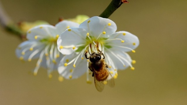 Bee feeding on a white flower.