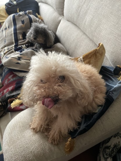 Two toy poodles sitting on a sofa covered with cushions. A tiny light brown dog in the foreground is looking at the camera and licking her chops. In the background a graying black dog is watching over the living room.