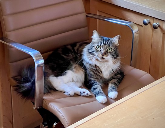 A long-haired tan and black tabby cat with white paws laying on a leather office chair. 