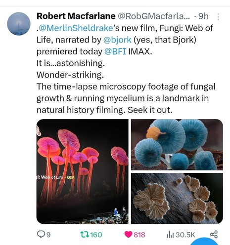 Screenshot from birdsite of a tweet from author Robert MacFarlane. He has been to see Merlin Sheldrake's film  called Fungi, Web of Life and is raving about it.