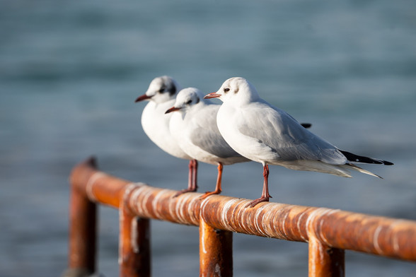 3 Möwen sitzen auf einem Geländer und blicken aufs Meer, das Geländer ist voll mit Vogelkot
3 seagulls sit on a railing and look at the sea, the railing is full of bird droppings
