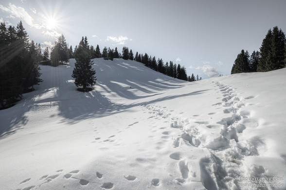 This image presents a tranquil winter scene that perfectly encapsulates the essence of the season. It's taken outdoors and showcases a beautiful, snow-covered hill. The hill is dotted with a group of trees, their branches stark against the bright whiteness of the surrounding snow. One tree in particular stands out, located in the middle of the frame. Numerous footprints are imprinted in the thick blanket of snow, hinting at the presence of unseen visitors. The crisp, freezing air is almost palp…