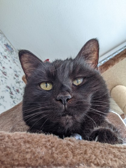 Close up photo of a small black cat's face. 