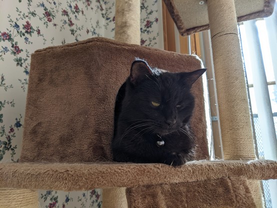Photo of a small black cat inside her cat tree in the sunshine.