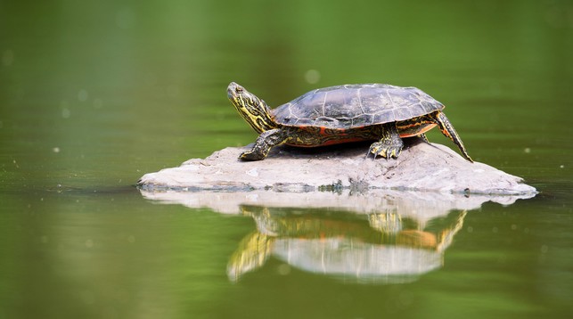 A turtle relaxing on a rock in a lake, green foliage reflecing off the surface.