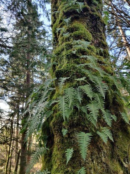Ferns growing on a mossy tree.