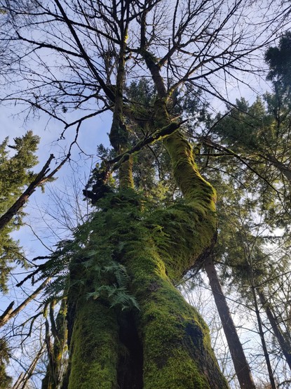 A mossy tree with ferns growing on it.