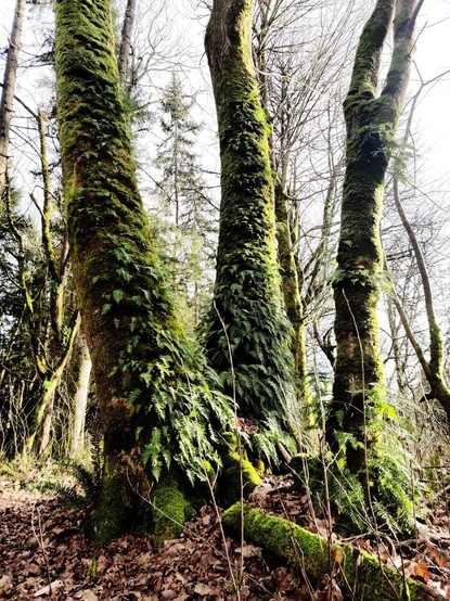 Several mossy, ferny trees.