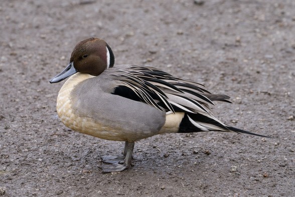 A male Northern Pintail is standing on gravelly ground