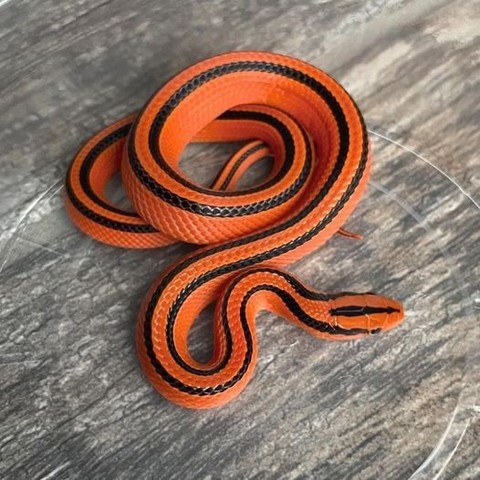 The picture shows a Red Bamboo Rat Snake (Oreocryptophis porphyraceus coxi), juvenile, family Colubridae, this subspecies is from Thailand.

photograph by ©Russell Dabritz