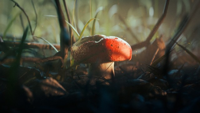 3D render of a mushroom amongst some pebbles and twigs, with dim light shining on the mushroom 🍄