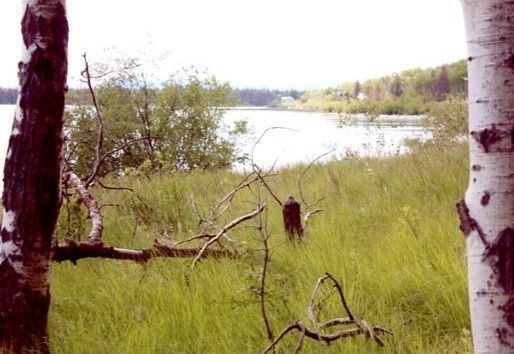 Grasslands butting on a lake or a river, with birch in the foreground and the shrubs and trees in background, following the water around its bend. 