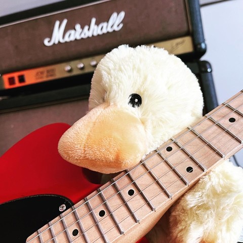 duck playing tenor guitar