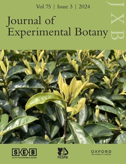 Spring shoots of ‘Baijiguan’ an albino tea cultivar from Wuyi Mountain, Fujian Province, China. See Zhang et al., pp. 935–946.