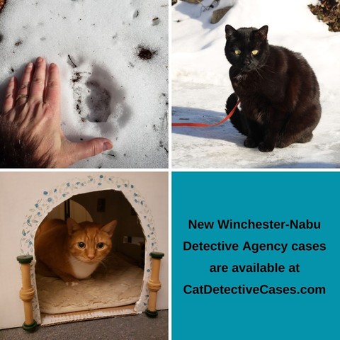 collage: wildlife track in the snow; black cat Gus sitting in the snow; Oliver sitting inside his office fort; text