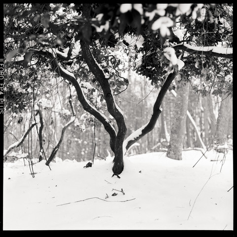 The trunk of a mountain laurel covered in snow.