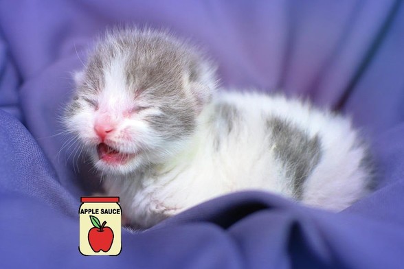 A gray and white newborn kitten with a cartoon apple sauce jar edited next to it.