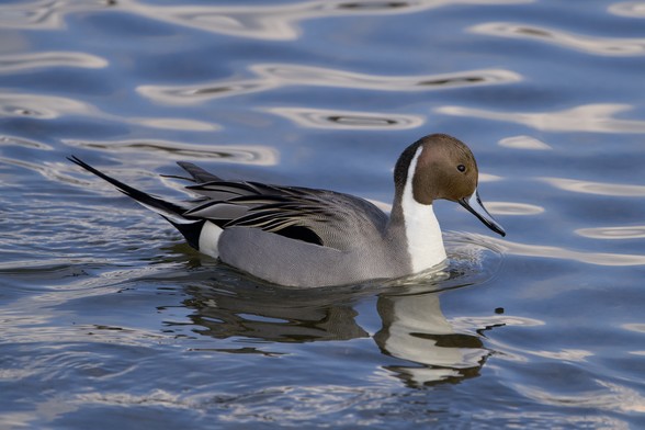 A male Northern Pintail is swimming along, showing off his fully grown tail feathers