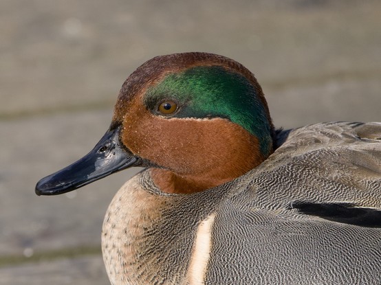 Closeup of a male Green-winged Teal face and chest