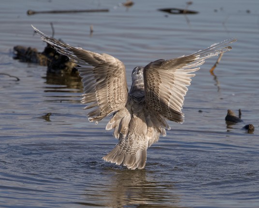 An immature Glaucous-winged Gull is standing in shallow water and flapping its wings, with its back to me
