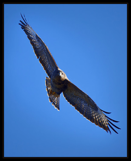 Image is a 2:5 ratio (portrait orientation) shot with the buzzards wings running from top left down to bottom right, the wing tip feathers are splayed out, the tail skewed to achieve the turn. The birds eyes are looking ahead; there is an impression of seriousness, this bird is hungry. 