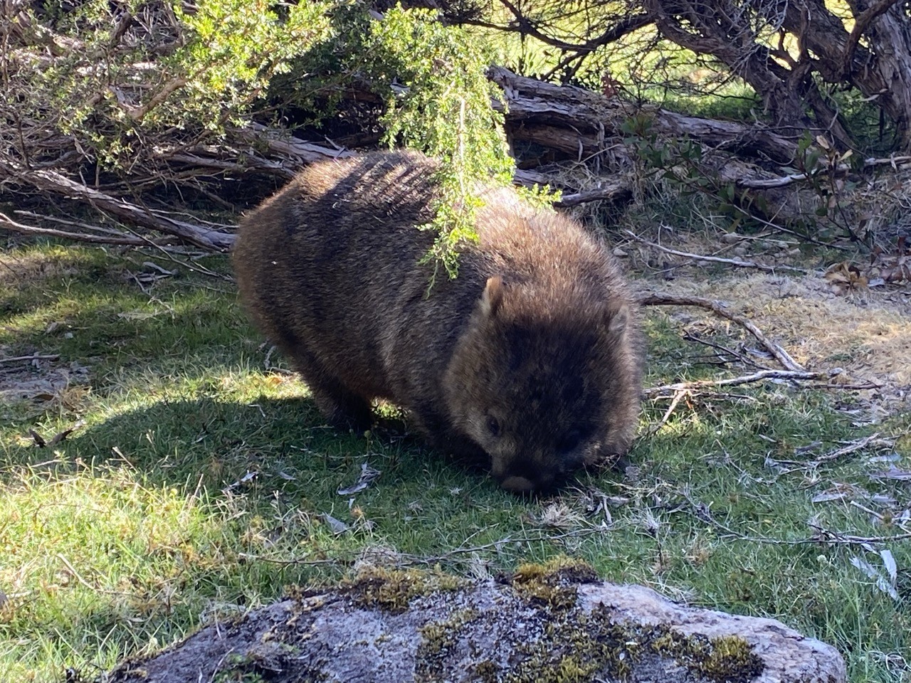 A wombat grazing. Cradle Mountain, Tasmania Australia

Photo: Sheril Kirshenbaum