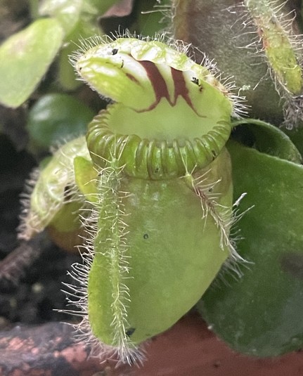 Thumb-sized pitcher of an Australian Pitcherplant: like an upside down thimble with a lid jutting out from the back to prevent rain flooding the inside. The rim of the thimble is deeply grooved and there are three hairy strips running from the rim to the bottom of the pitcher. The lid is hairy and mottled with white patches and darker brown stripes