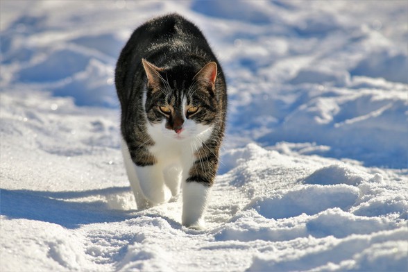 Kater Klaus im Land der Tiere