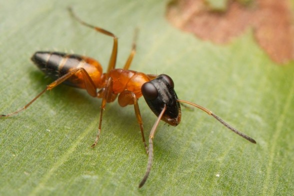 Hormiga con abdomen y cabeza alargados.