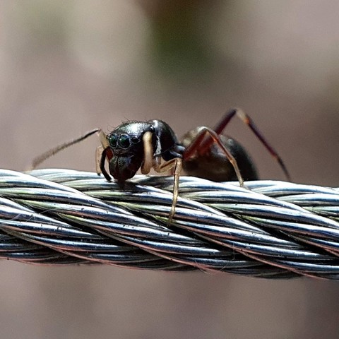 Araña saltadora con aspecto de hormiga.