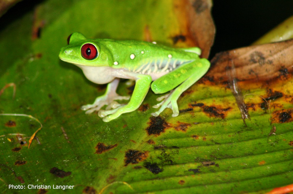 Red-eyed Tree Frog with a bright green body. Underneath it’s white. It has light-blue & white lateral stripes. (Photo: Christian Langner)