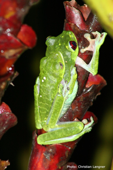 Two Red-eyed Tree Frogs sitting on a Heliconia. The smaller male embraces the female (amplexus). Also visible the golden striped nictitating membrane (Photo: Christian Langner)