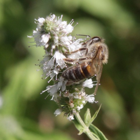 A bee clings to a spike of tiny white flowerrets on a stalk 
The bee abdomen is banded with dark brown and light beige bands
Light is reflected from the bee's eyes
