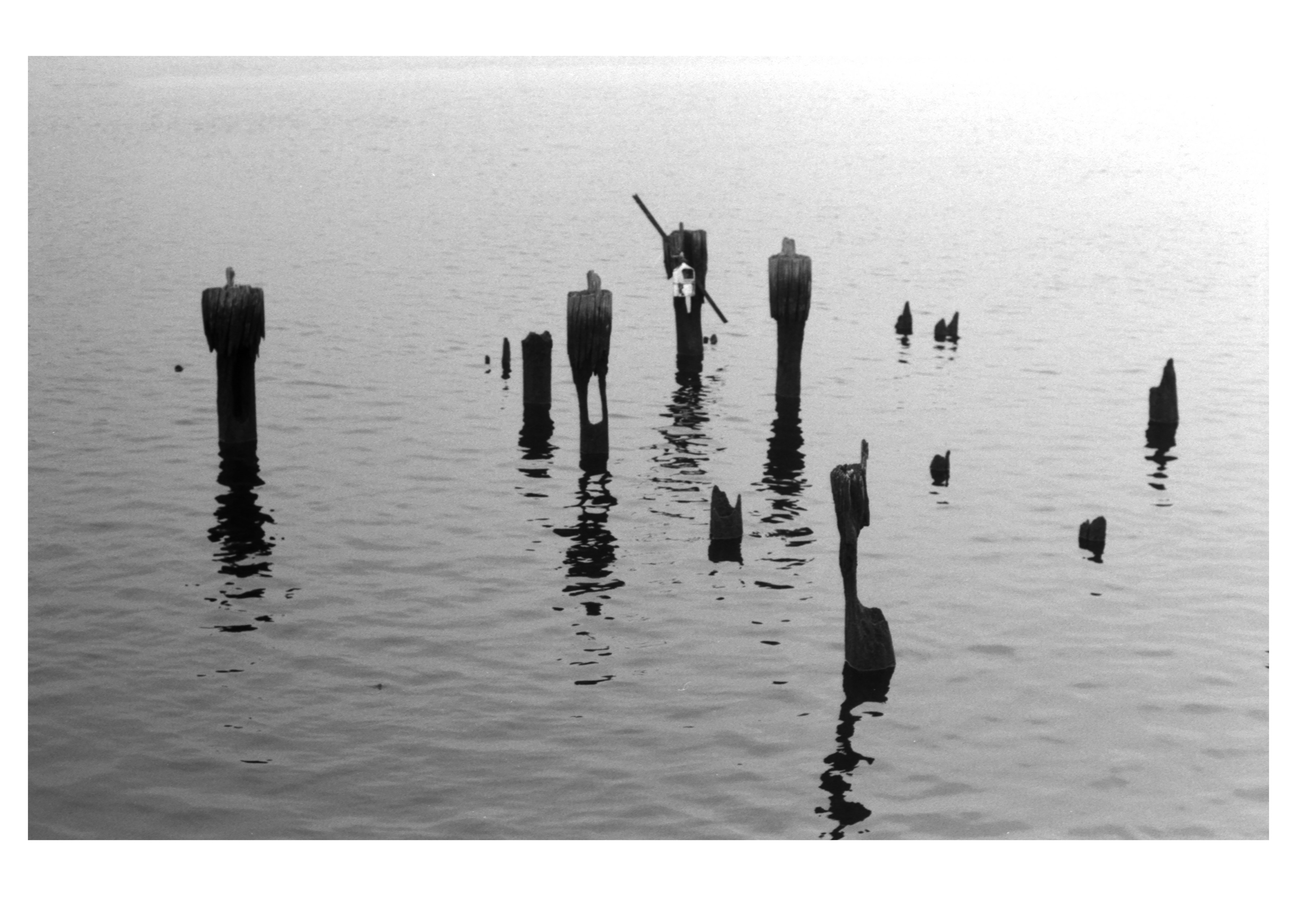 Decaying pilings off of India Point Park in Providence, RI