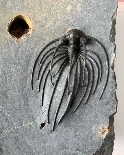 Trilobite con tres largas púas en el dorso y 7 en los costados.