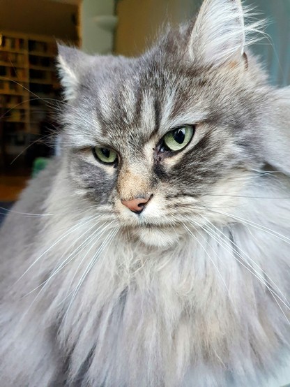 A very fluffy long-haired silver-grey cat in partial profile 