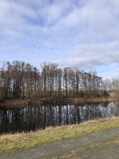 Am Ufer des Havelkanals: Dahintern Erlen und Eschen als Uferbewuchs, eine Reihe Wildhänse fliegt über den Bäumen entlang