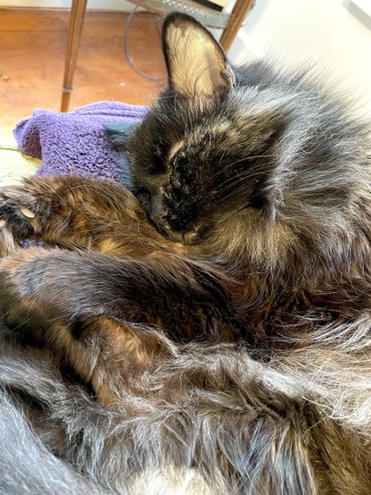 A long-haired tortie cat is napping on a purple mat. Most of the picture is a jumble of her paws and belly fur. Her face is mainly dark brown with speckled gray. Her paws and body are shades of brown and orange with black white and gray. Her head is resting in a crook of her front paw.