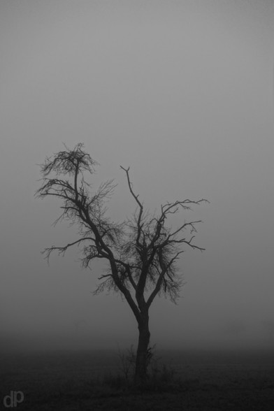 b/w photography
a single tree without any leaf in the center 
because of heavy fog the background is just a grey-white layer
soft shades of two other trees are visible