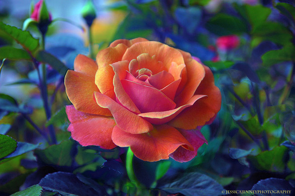 A beautiful orange rose blooms in a summer garden in June. 
By Jessica Jenney
