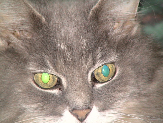 Fluffy, gray little Ouch with two shades of green eyes.