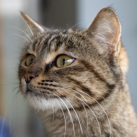 Katzenfoto, neugierig schauend