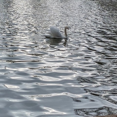 Cygne aux ailes relevées nageant sur une eau légèrement agitée