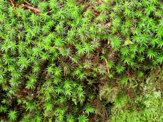 Star-like moss coats the walls of a drainage ditch