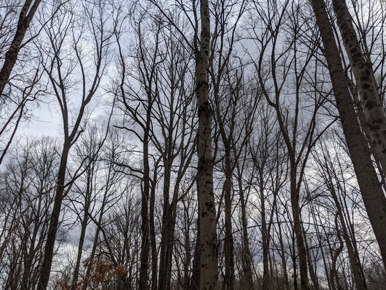 Photo of winter trees without their leaves with clouds in the background.