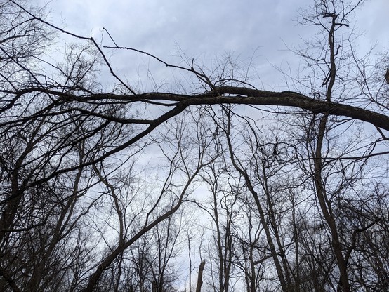 Photo of a winter curved tree pointing towards a cloudy sky.