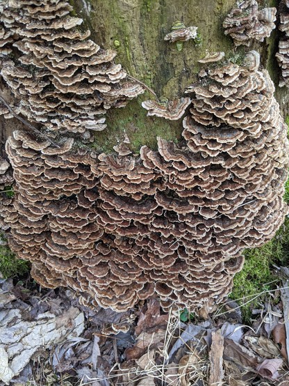 Top view photo of brown fungus on the side of a tree.