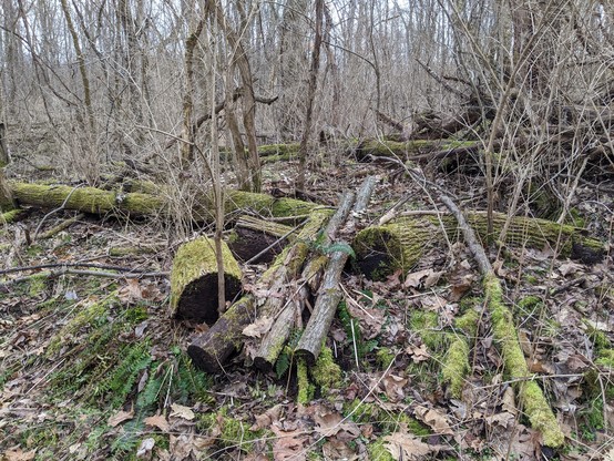 Winter photo of multiple logs laying on the ground in the forest, some with green moss growing on them.