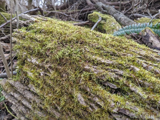 Close up photo of the green moss on a log.