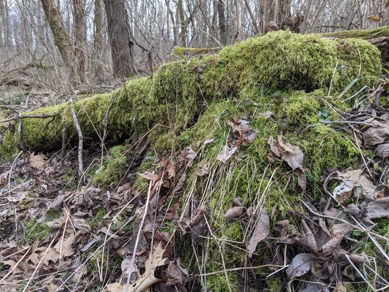 Photo of part of a fallen tree with green moss growing over it and onto the ground. 